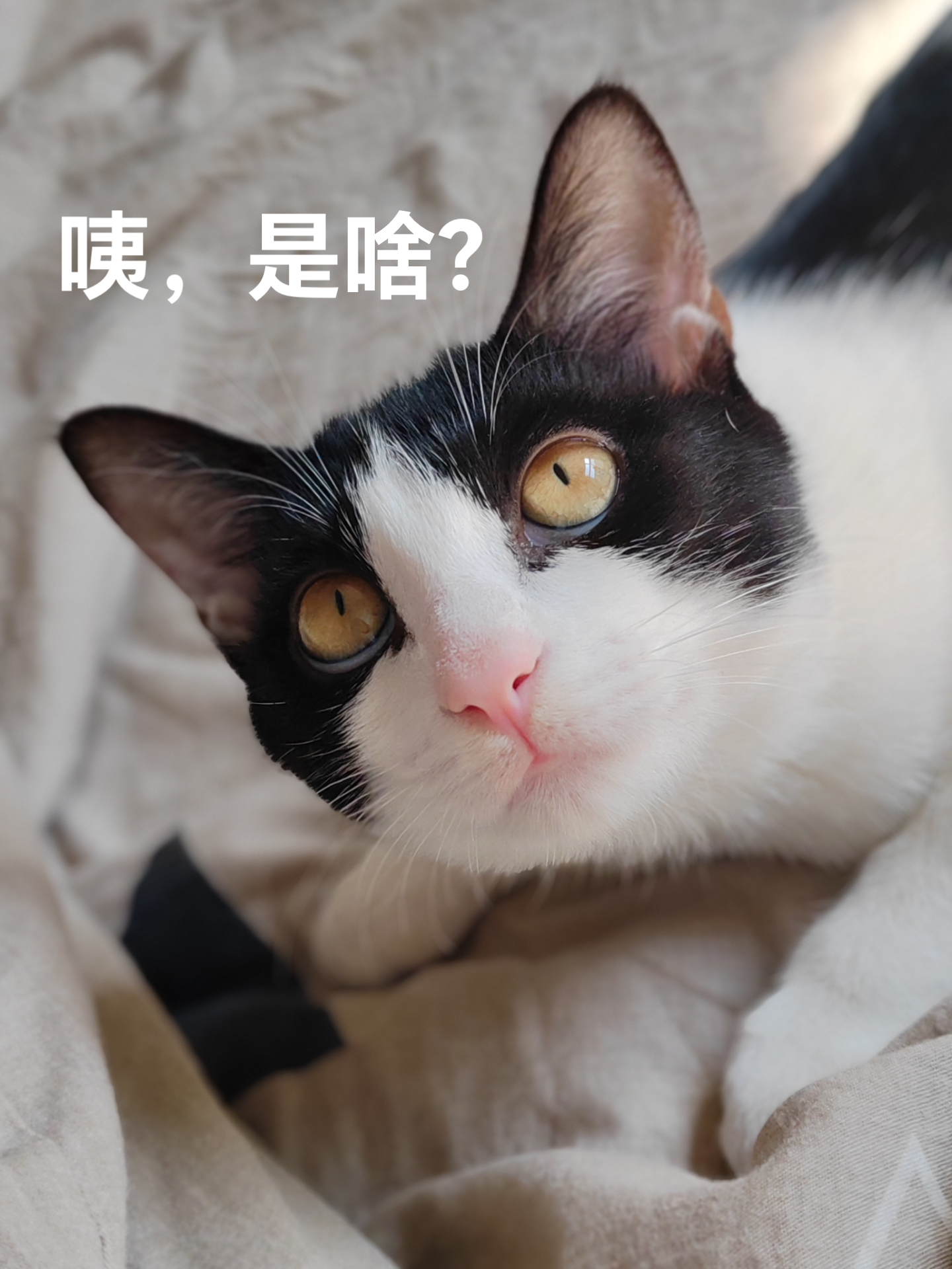 苹果铃声鬼畜版小猫版(苹果铃声鬼畜版小猫版下载)-第3张图片-QuickQ官网