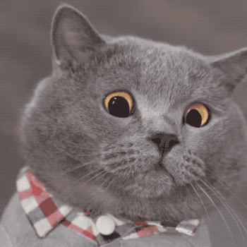 苹果铃声鬼畜版小猫版(苹果铃声鬼畜版小猫版下载)-第5张图片-QuickQ官网