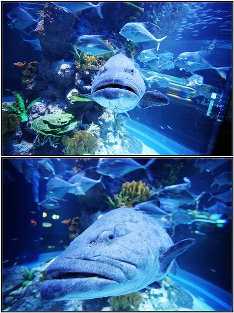 怪怪水族馆安卓手机版(怪怪水族馆手机版无限金币)-第2张图片-QuickQ官网