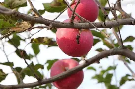 苹果版掌上110(苹果版掌上看家采集端)-第3张图片-QuickQ官网