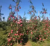 小熊苹果版(小熊苹果壁纸)-第4张图片-QuickQ官网 小熊苹果版(小熊苹果壁纸)-第4张图片-QuickQ官网