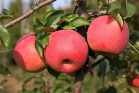 小熊苹果版(小熊苹果壁纸)-第5张图片-QuickQ官网 小熊苹果版(小熊苹果壁纸)-第5张图片-QuickQ官网