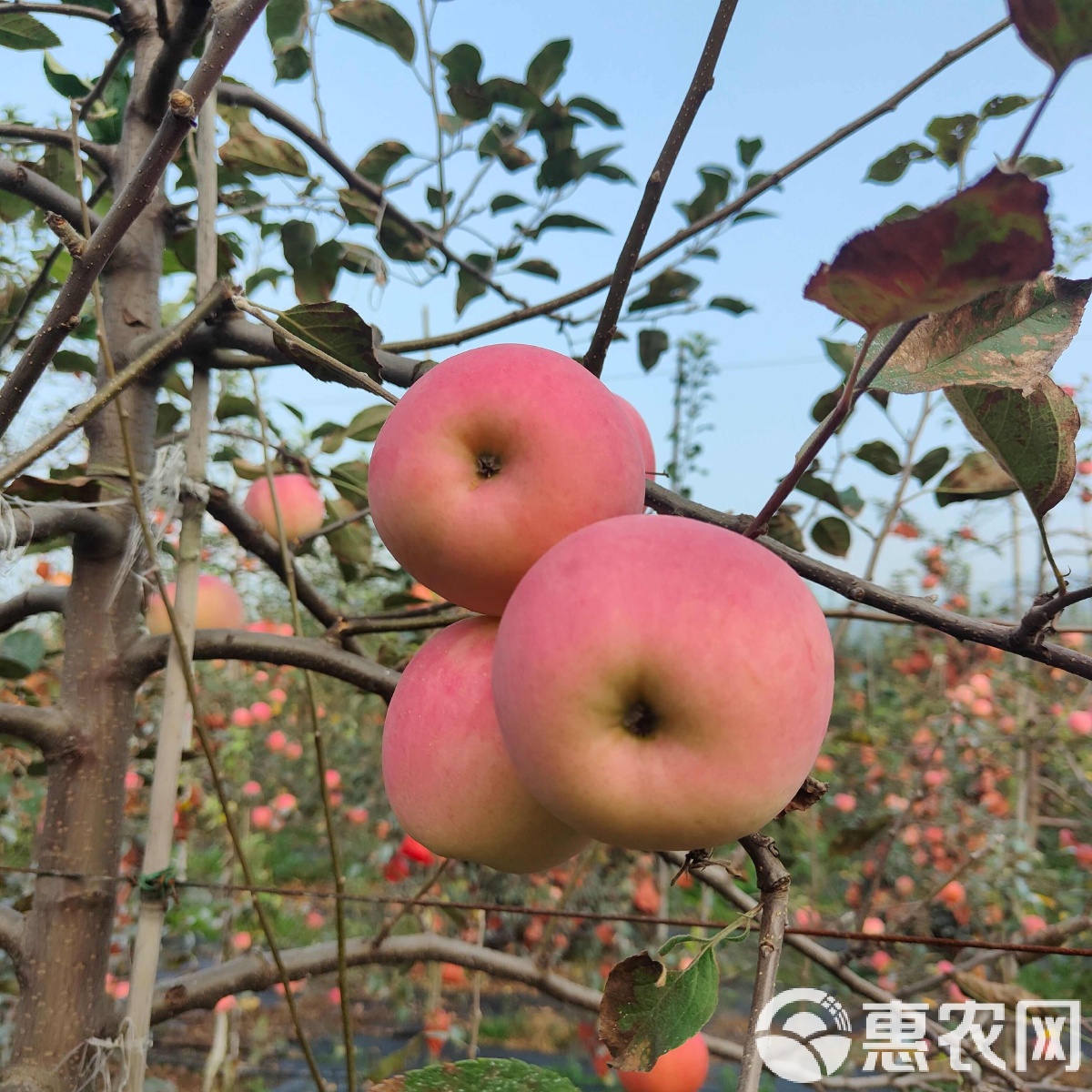 苹果越南版(苹果越南官网)-第2张图片-QuickQ官网 苹果越南版(苹果越南官网)-第2张图片-QuickQ官网